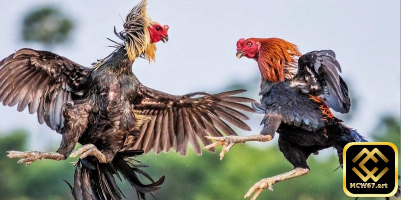 Mẹo chơi cá cược đá gà Thomo trên nhà cái MCW67 cực hiệu quả 3 Người chơi có thể đặt cược vào chiến kê mà mình ủng hộ