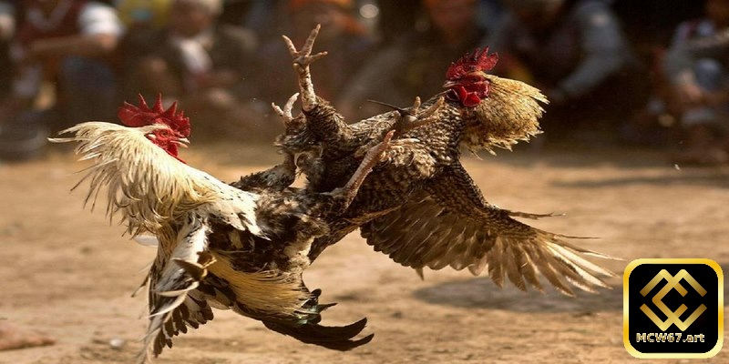 Mẹo chơi cá cược đá gà Thomo trên nhà cái MCW67 cực hiệu quả 1 Đá gà thomo là gì?