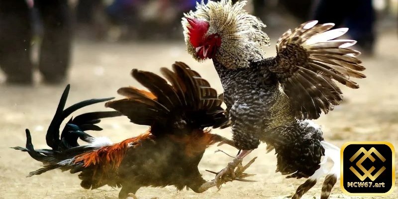 Mẹo chơi cá cược đá gà Thomo trên nhà cái MCW67 cực hiệu quả 7 Đá gà Thomo là trò chơi mang tính may rủi cao