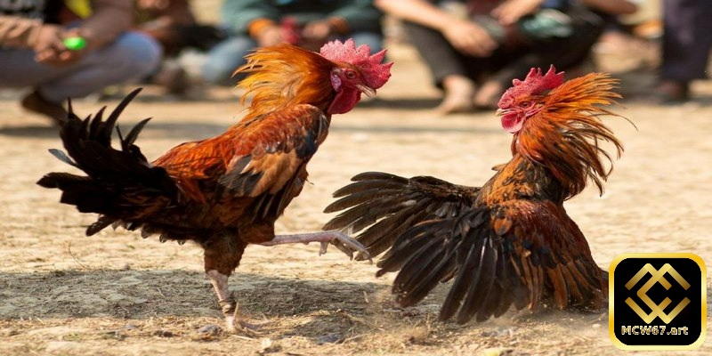 Mẹo chơi cá cược đá gà Thomo trên nhà cái MCW67 cực hiệu quả 6 Bạn cần tìm hiểu kỹ lưỡng về từng chiến kê tham gia trận đấu