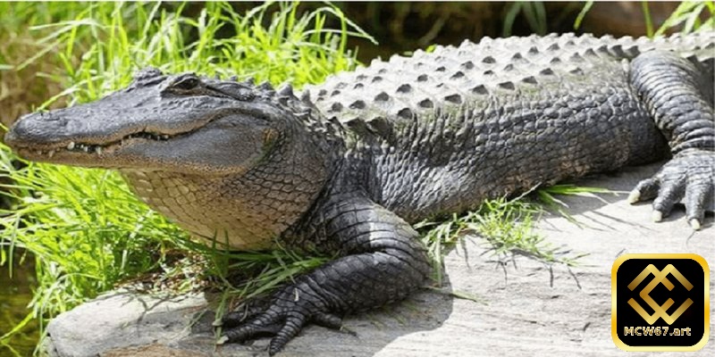 Giấc mơ về cá sấu cắn người lạ có thể mang ý nghĩa sâu xa 