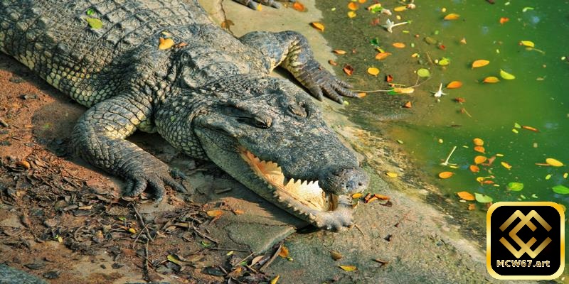 Chiêm bao thấy cá sấu lên bờ bet thủ đánh ngay con 10 - 28