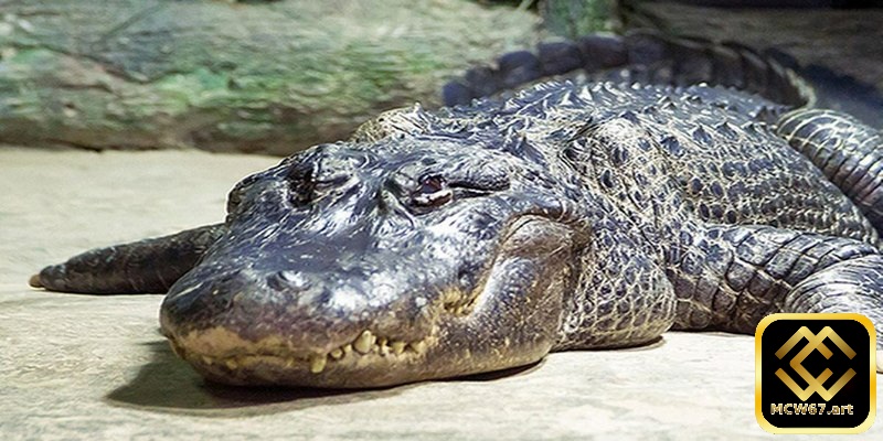 Mộng thấy bản thân lột da cá sấu có ý nghĩa gì?