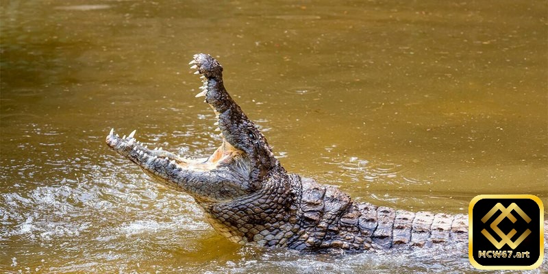 Khi chiêm bao thấy giết cá sấu bạn hãy xuống tiền ngay con 13 - 76